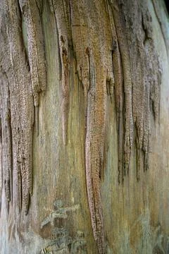 Weathered tree bark shows vertical grooves and textured ridges Stock Photos