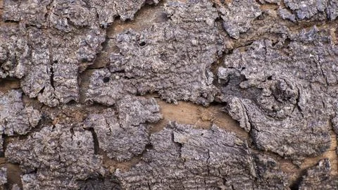 Weathered Tree Bark Surface Texture Background Close Up Stock Photos