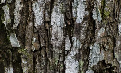 Weathered Tree Bark Texture Background Close Up Detail Stock Photos