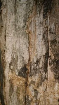 Weathered Tree Bark Texture Background, Old Distressed Wood Trunk Surface Stock Photos