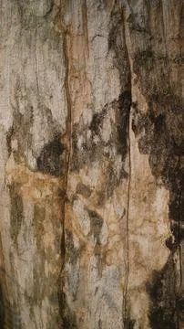 Weathered Tree Bark Texture Background, Old Distressed Wood Trunk Surface Stock Photos