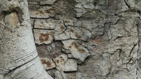 Weathered Tree Bark Texture with Cracked Detail Stock-Footage 345306935