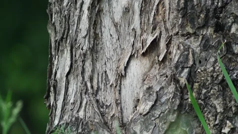 Weathered Tree Bark Texture with Cracked Detail Stock-Footage 345306948