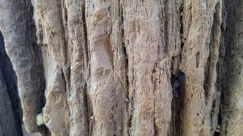 Weathered Tree Bark Texture with Deep Cracks and Natural Wood Patterns Fotos de archivo