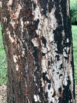 Weathered Tree Bark Texture with Natural Brown Black and White Pattern Stock Photos