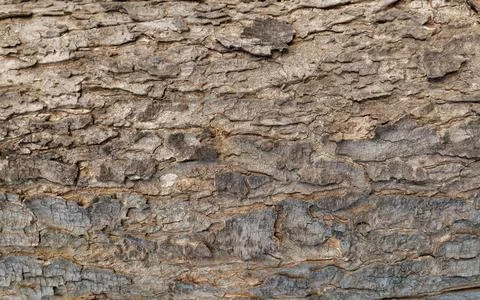 Weathered Tree Bark Texture with Natural Cracked Scales Stock Photos