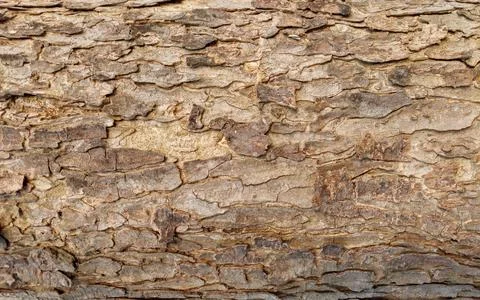 Weathered Tree Bark Texture with Natural Cracked Scales Stock Photos