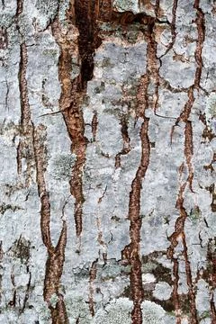 Weathered Tree Bark Texture Stock Photos