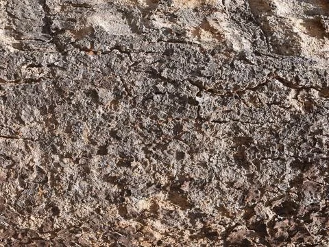 Weathered Tree Bark Texture 库存照片