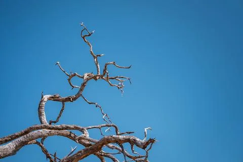 Weathered tree branch against deep sky in Chobe National Park, Botswana Stock Photos