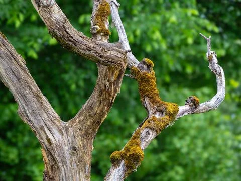 Weathered Tree Branch with Moss Stock Photos