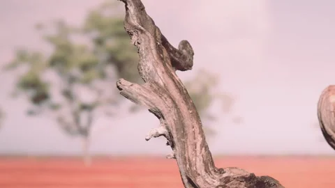 Weathered Tree Branch Standing in the Dry Red Soil of the Australian Outback Stock Footage 348246775