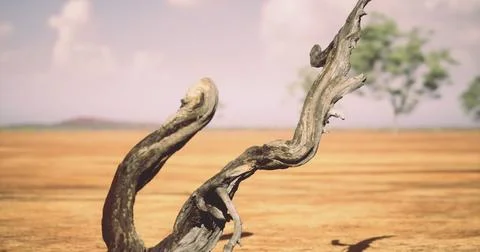 Weathered tree branch stands out in barren landscape under bright sky Illustrazione stock