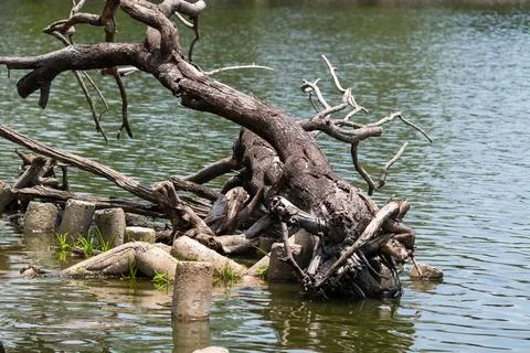 Weathered tree branches rising from the water framed by sturdy concrete pil.. 스톡 사진