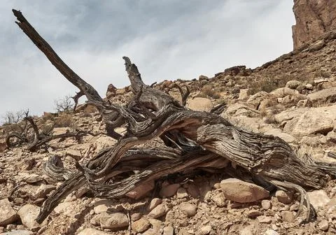 Weathered tree in desert Foto stock