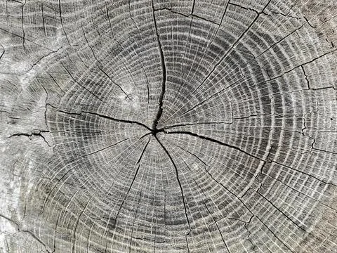 Weathered Tree rings 스톡 사진