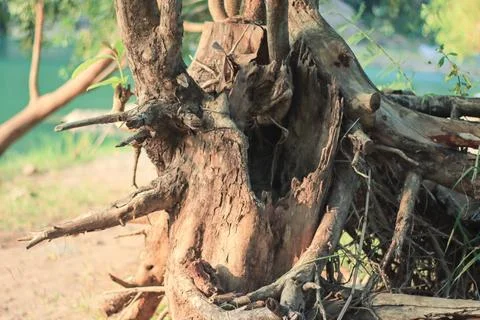 Weathered Tree Root Structure in Nature Stock Photos