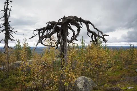 A weathered tree with sprawling, twisted branches Stock Photos