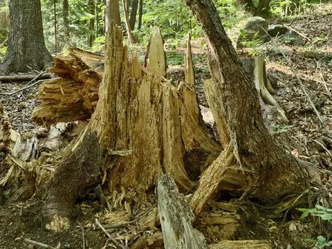 Weathered tree stump and broken trunks in mixed forest Stock Photos