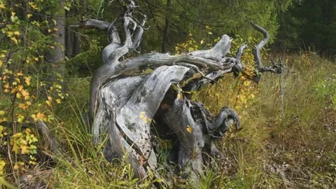 Weathered Tree Stump in Autumn Forest Landscape, Southern Urals, Russia Stock Footage 325453269