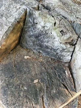 Weathered tree stump close-up Fotos de archivo