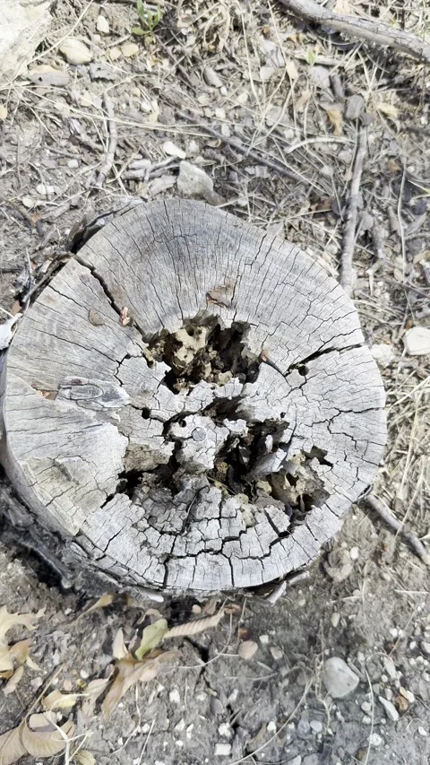 Weathered Tree Stump Cross Section with Central Decay Vídeo Stock 345845088