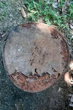 Weathered tree stump cross section with natural wood texture Stock Photos