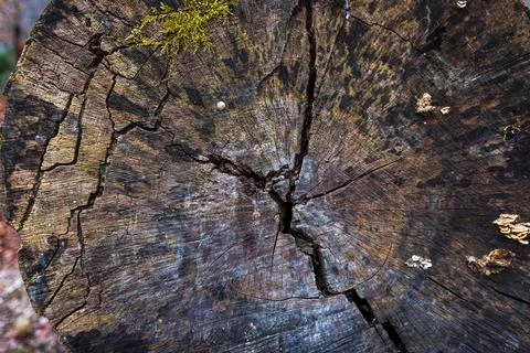 Weathered Tree Stump Cross Section with Growth Rings and Cracks Foto stock