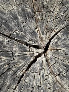 Weathered Tree Stump Cross Section Stock-Fotos