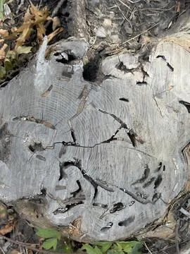 Weathered Tree Stump Cross Section Detailed View Foto stock