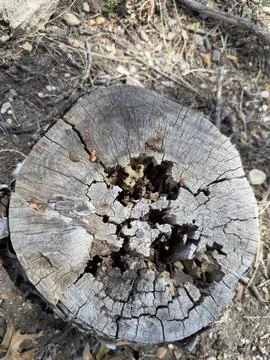 Weathered Tree Stump Cross Section Macro Detail Stock Photos