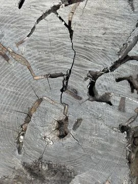 Weathered Tree Stump Cross Section Close Up Stock Photos