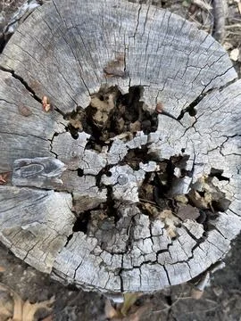 Weathered Tree Stump Cross Section Natural Texture Stock Photos