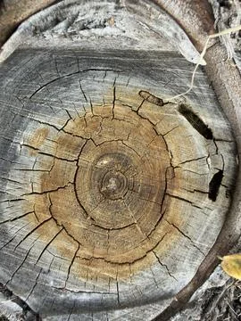 Weathered Tree Stump Cross Section Close Up Horizontal View 2 Stock Photos