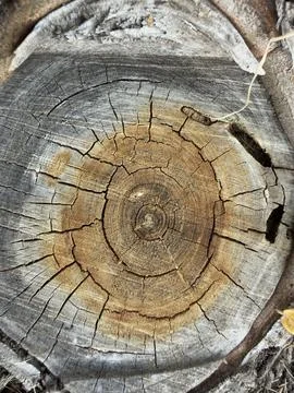 Weathered Tree Stump Cross Section Macro Detail Horizontal View 2 Stock Photos