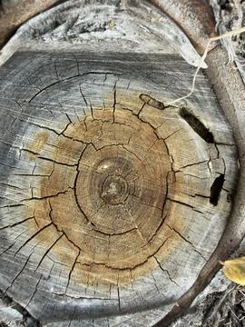 Weathered Tree Stump Cross Section Detailed View Horizontal View 2 Stock Photos