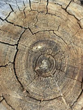 Weathered Tree Stump Cross Section Full Frame Detail Stock-Fotos