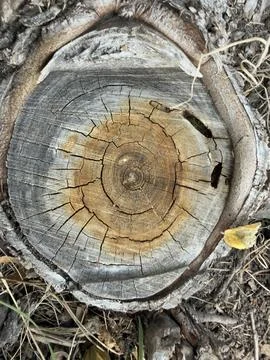 Weathered Tree Stump Cross Section Outdoor Detail Stock Photos
