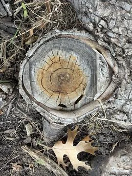 Weathered Tree Stump Cross Section Surface Detail Stock Photos
