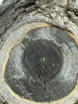 Weathered Tree Stump Cross Section Tight Crop Stock Photos