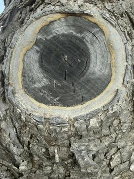 Weathered Tree Stump Cross Section Vertical Detail Stock Photos