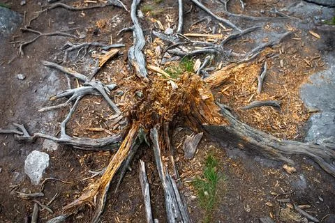 Weathered tree stump with exposed roots and wood chips on forest floor, nat.. 写真素材