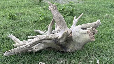Weathered tree stump with exposed roots lying on lush green grass outdoors Stock Photos