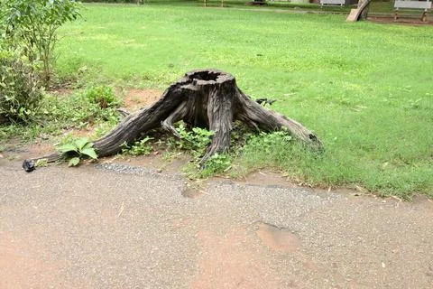 Weathered tree stump with exposed roots on grassy park landscape Stockfoto's