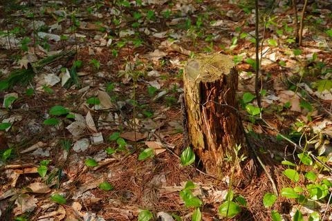 A weathered tree stump in a forest floor surrounded by fallen leaves pine Фото