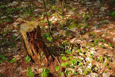 A weathered tree stump in a forest floor covered Фото