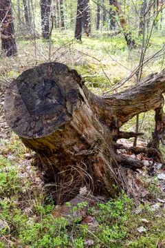 Weathered Tree Stump in Forest Stock Photos