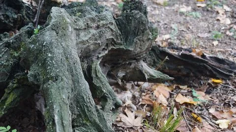 Weathered Tree Stump in Forest Stock Photos