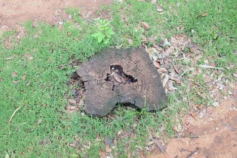 Weathered tree stump on grassy ground with natural wood texture Stock Photos