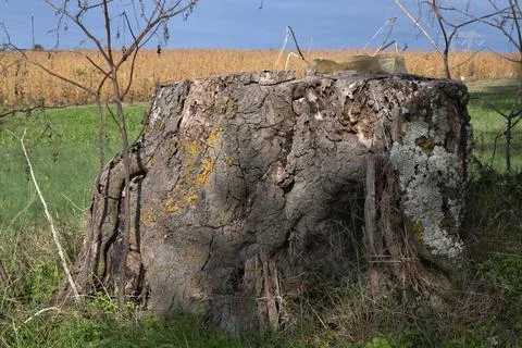 Weathered Tree Stump with Lichen Foto stock